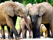 Richard Armitage narrate Forest Elephants - Rumbles in the Jungle for the BBC